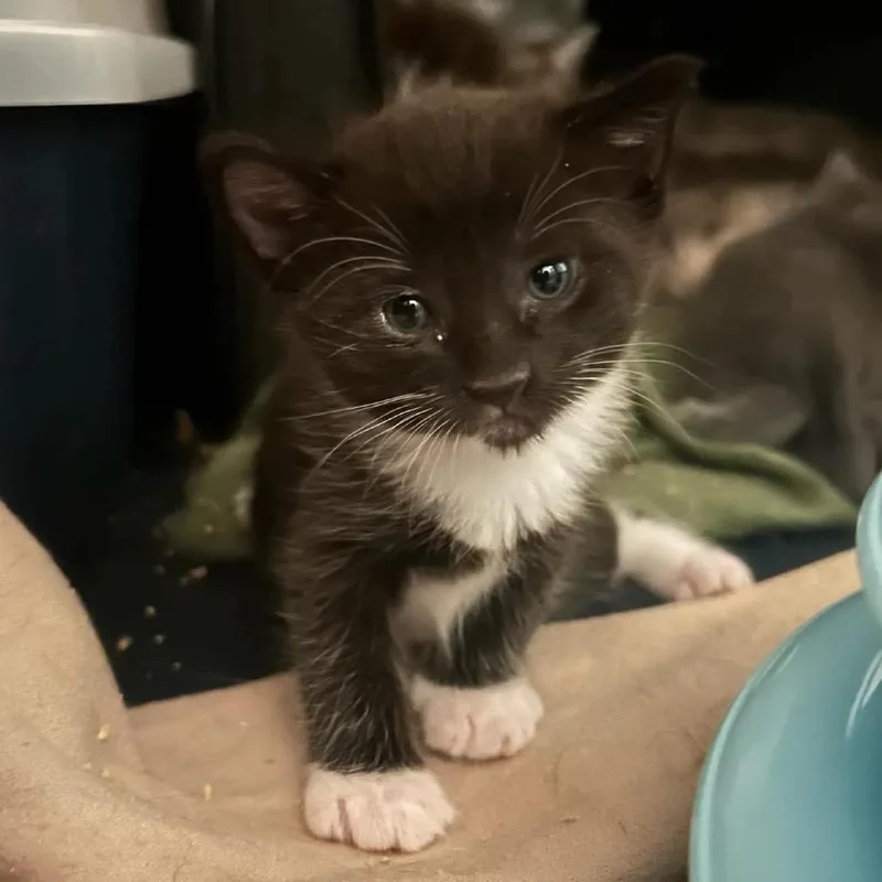 A baby small-sized female Gray / Blue / Silver Domestic Short Hair cat named Tug for adoption in Nampa, ID