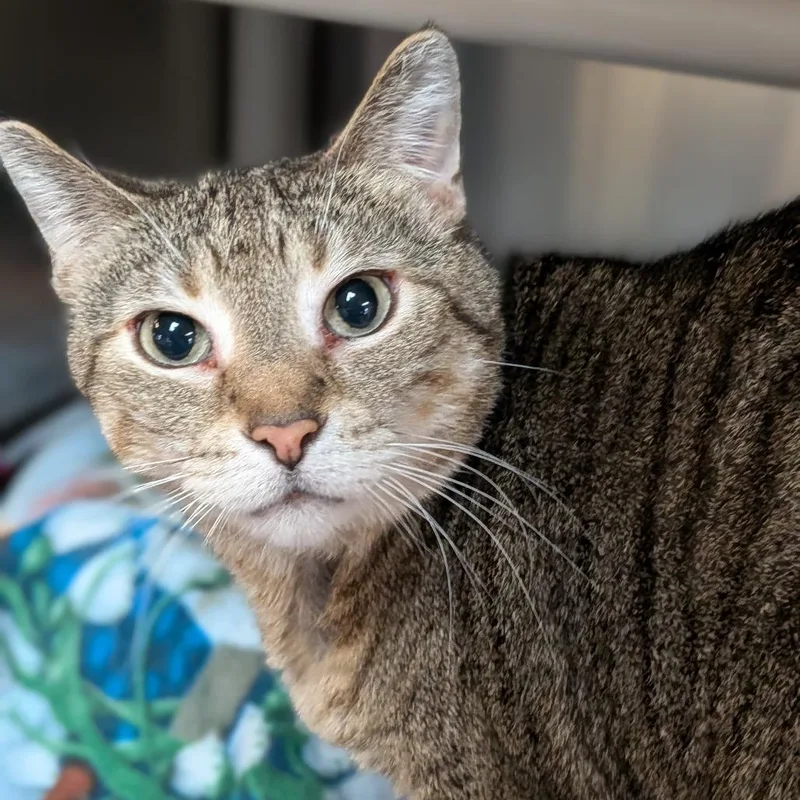 A senior large-sized female Gray / Blue / Silver Domestic Short Hair cat named Lilly for adoption in Milan, IL
