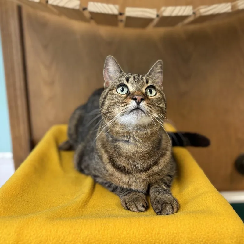 A senior medium-sized male Brown / Chocolate Domestic Short Hair cat named Powell for adoption in Fargo, ND