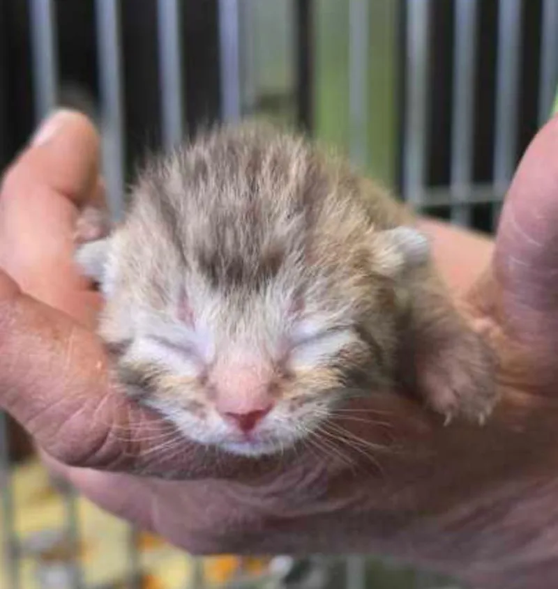 A baby small-sized female Torbie Domestic Short Hair cat named Lynx for adoption in Marshall, NC