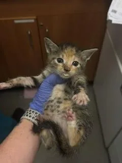 A baby small-sized female Domestic Short Hair cat named Nova for adoption in Miami, FL