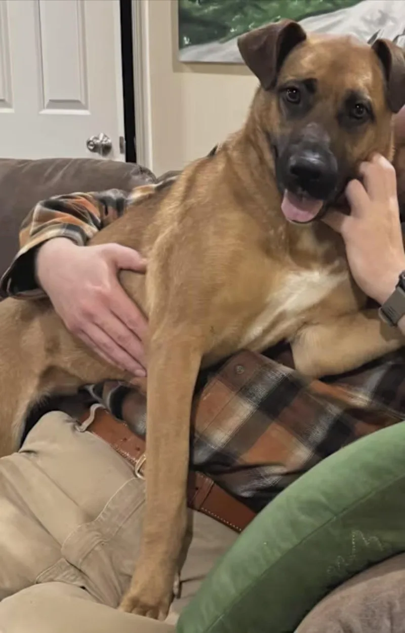 A young medium-sized female German Shepherd Dog dog named Birdie for adoption in Westminster, MD
