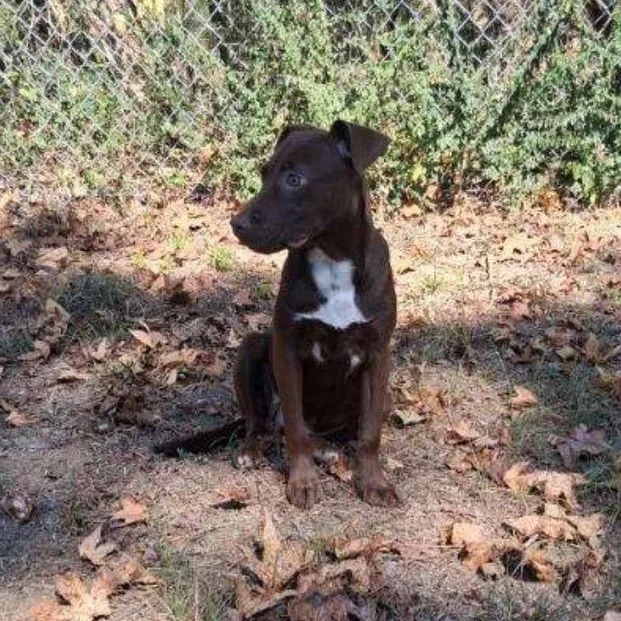 A young large-sized female Labrador Retriever dog named Whitley for adoption in Medfield, MA