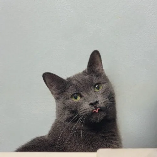 Hydrangea thumbnail 3