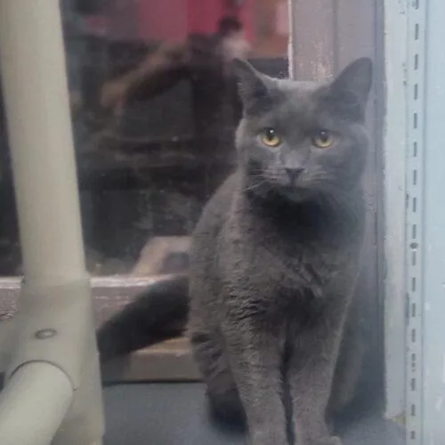 Hydrangea thumbnail 4