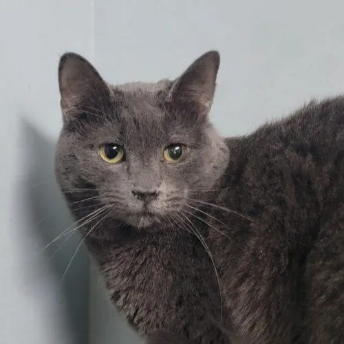 Hydrangea thumbnail 6