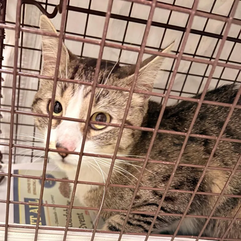 An adult medium-sized male Gray / Blue / Silver Domestic Short Hair cat named Lenovo for adoption in Philadelphia, PA