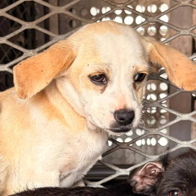 A baby small-sized male Yellow / Tan / Blond / Fawn Shepherd dog named George for adoption in Edinburg, TX