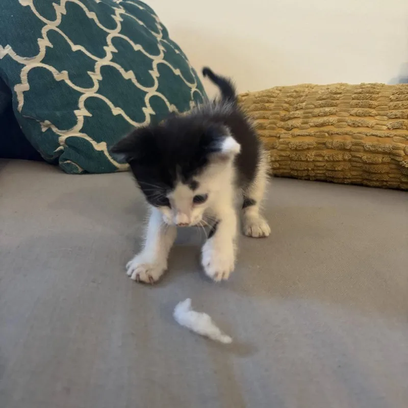 A baby small-sized male White Domestic Short Hair cat named Burton for adoption in Austin, TX