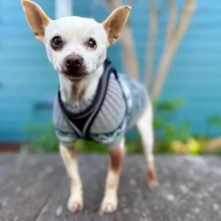 Tamagotchi thumbnail 3