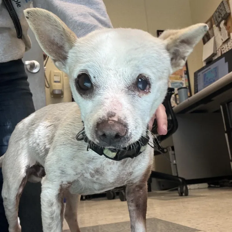 Tamagotchi thumbnail 4