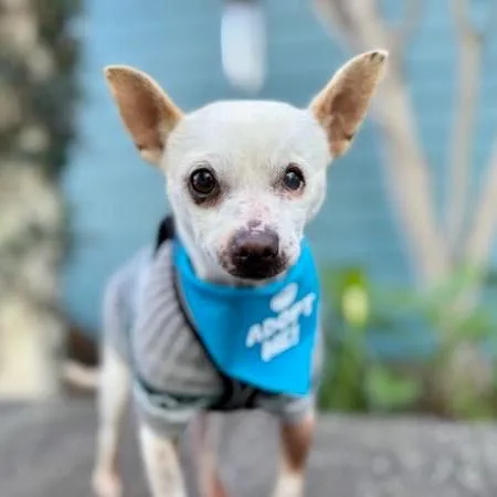 Tamagotchi thumbnail 5