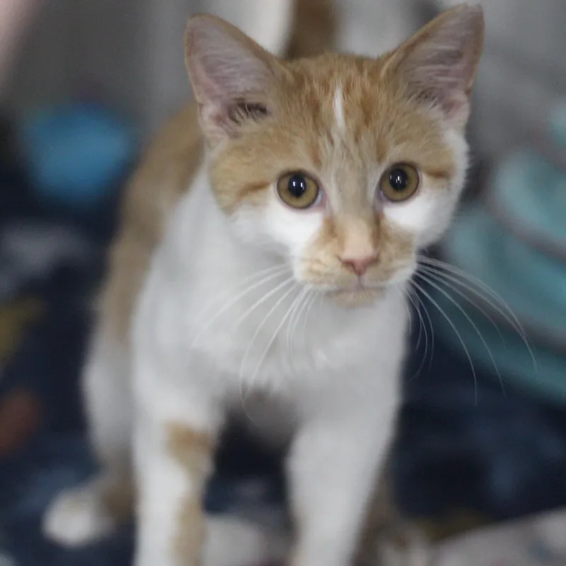 Chuck Norris thumbnail 2