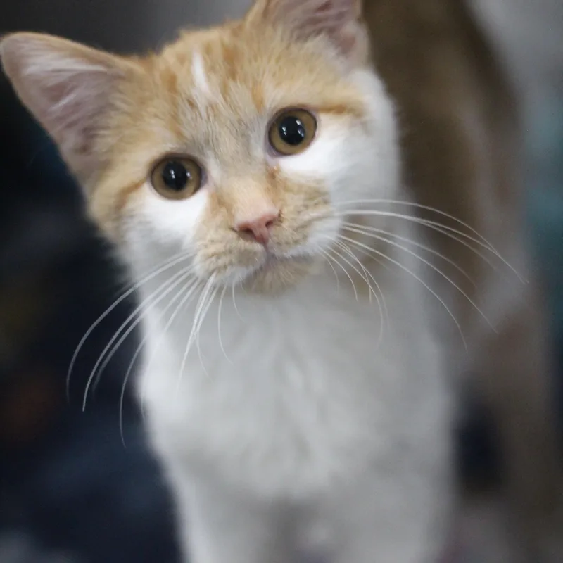A young small-sized male Orange & White Domestic Short Hair cat named Chuck Norris for adoption in Ottumwa, IA