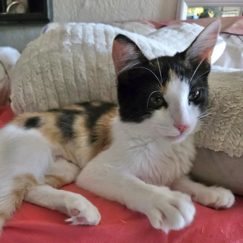 A baby medium-sized female Domestic Medium Hair cat named Tipsy for adoption in Sonora, CA