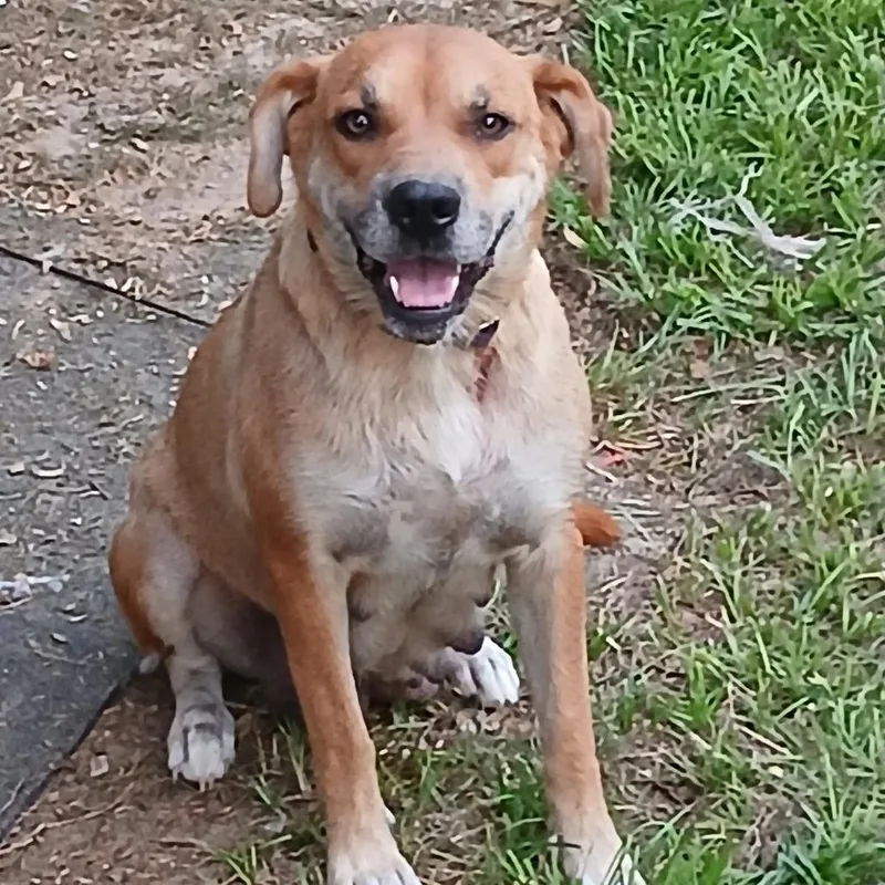 An adult medium-sized female Brown / Chocolate Terrier dog named Duchess for adoption in Morriston, FL