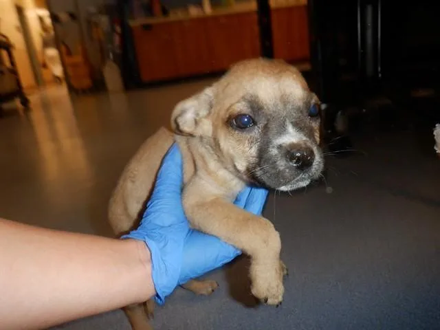 A baby small-sized female Pit Bull Terrier dog named A for adoption in San Jose, CA
