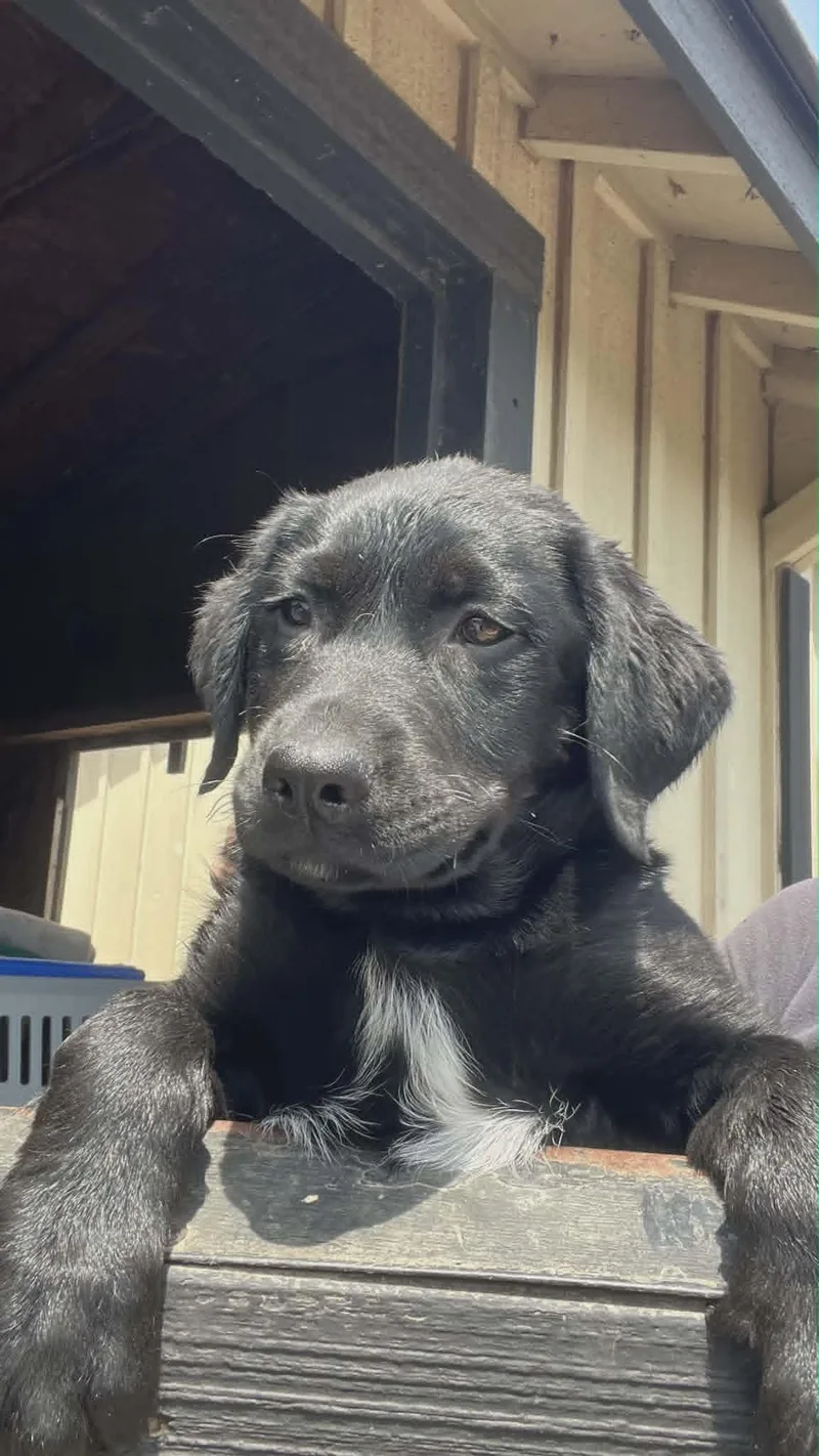A baby medium-sized female Labrador Retriever dog named Fajita for adoption in Havertown, PA