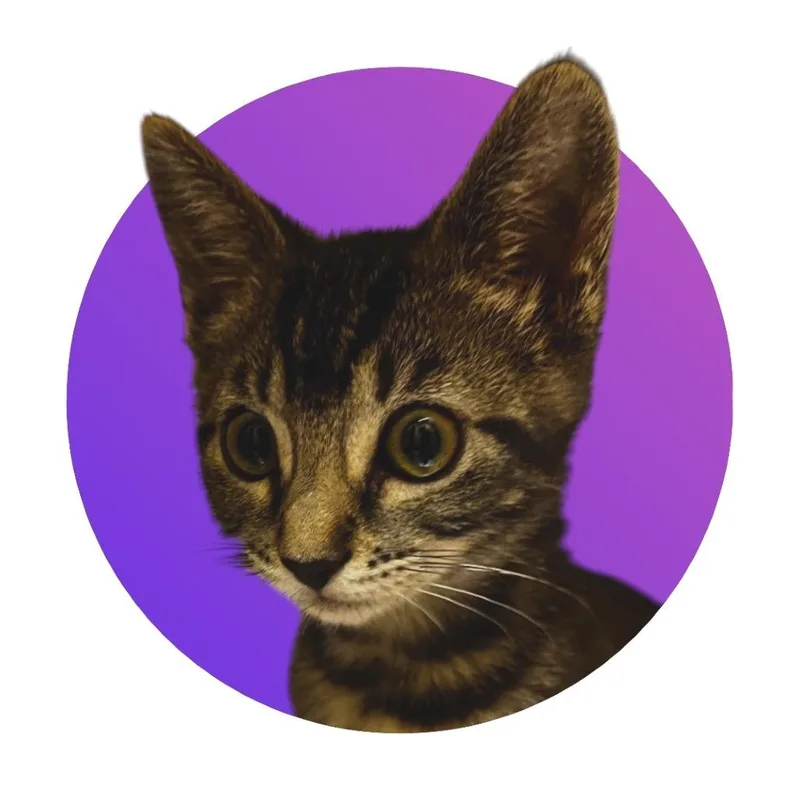 A baby small-sized female Brown / Chocolate Domestic Short Hair cat named Jackie for adoption in Pacific Grove, CA