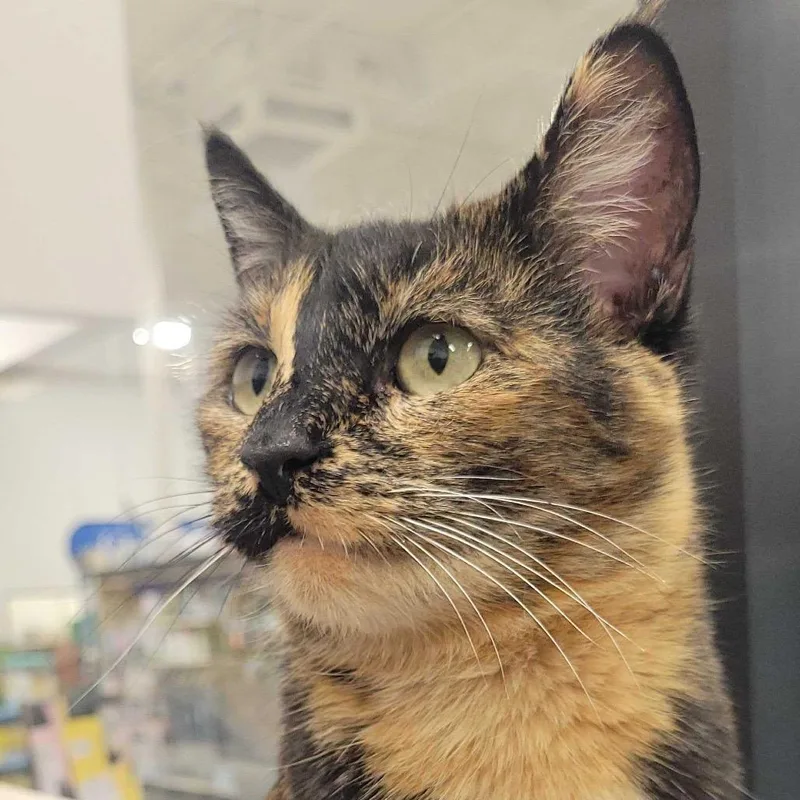 An adult small-sized female Tortoiseshell Domestic Short Hair cat named Speckles for adoption in Los Angeles, CA