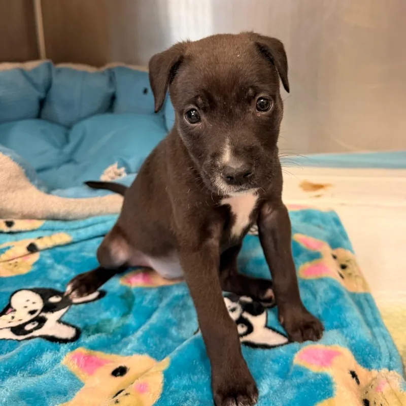 A baby small-sized female Black Mixed Breed dog named Lily for adoption in Evensville, TN