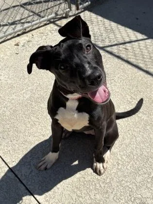 A young small-sized female American Staffordshire Terrier dog named a Crocodile for adoption in North Charleston, SC