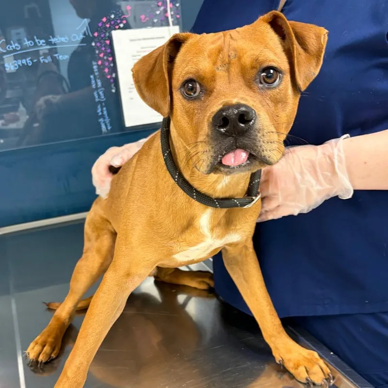 An adult medium-sized male Yellow / Tan / Blond / Fawn Mixed Breed dog named Qbert for adoption in Newark, NJ