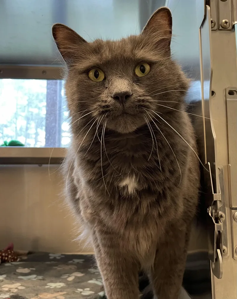 An adult large-sized male Gray / Blue / Silver Domestic Long Hair cat named Max for adoption in West Swanzey, NH