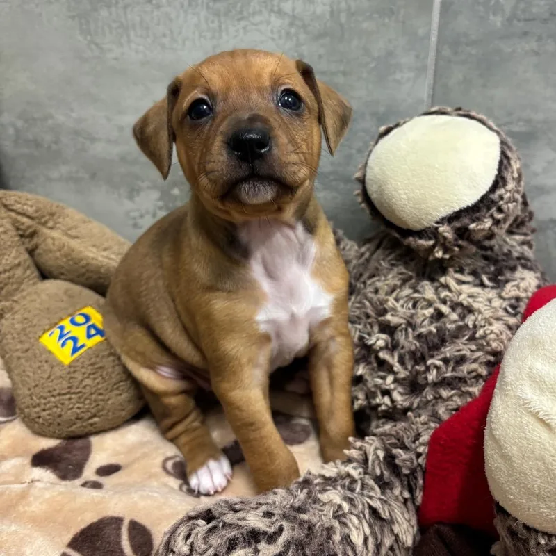 A baby small-sized female Yellow / Tan / Blond / Fawn Chihuahua dog named MADISON Springs for adoption in Wellington, FL