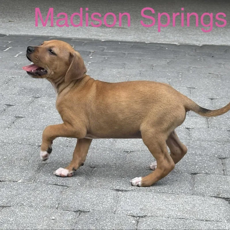 MADISON Springs thumbnail 2