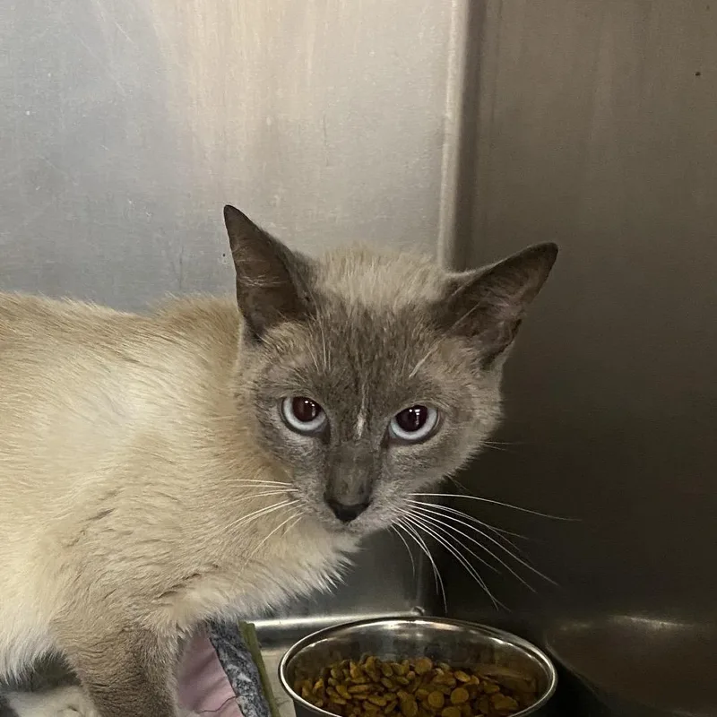 An adult medium-sized female Cream / Ivory Siamese cat named Indigo for adoption in Columbus, GA