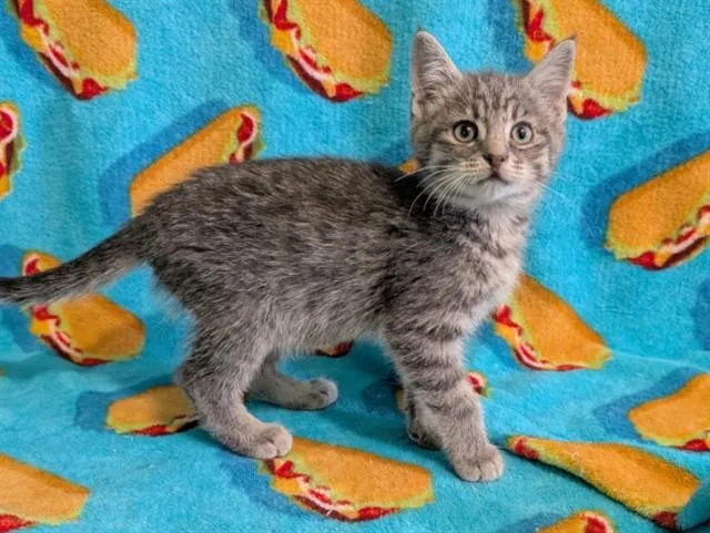 A baby small-sized male Domestic Short Hair cat named Asmodea for adoption in Colorado Springs, CO