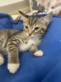 A baby small-sized male Brown / Chocolate Tabby cat named Bell Pepper for adoption in Parlier, CA