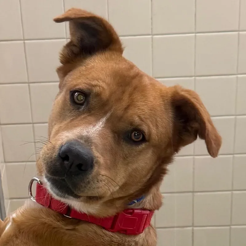 An adult medium-sized male Yellow / Tan / Blond / Fawn Pit Bull Terrier dog named Scooby for adoption in Albuquerque, NM