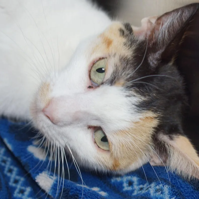 An adult medium-sized female Calico Domestic Short Hair cat named Nani for adoption in West Palm Beach, FL