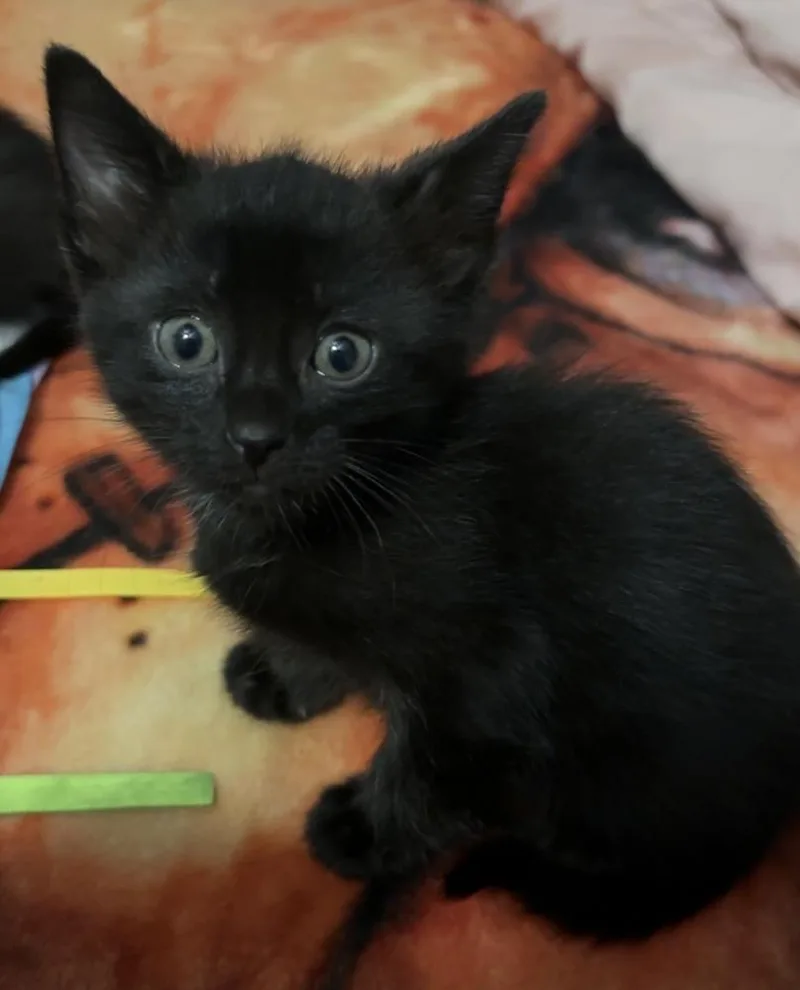 A baby small-sized female Domestic Short Hair cat named Poo for adoption in Fremont, NE
