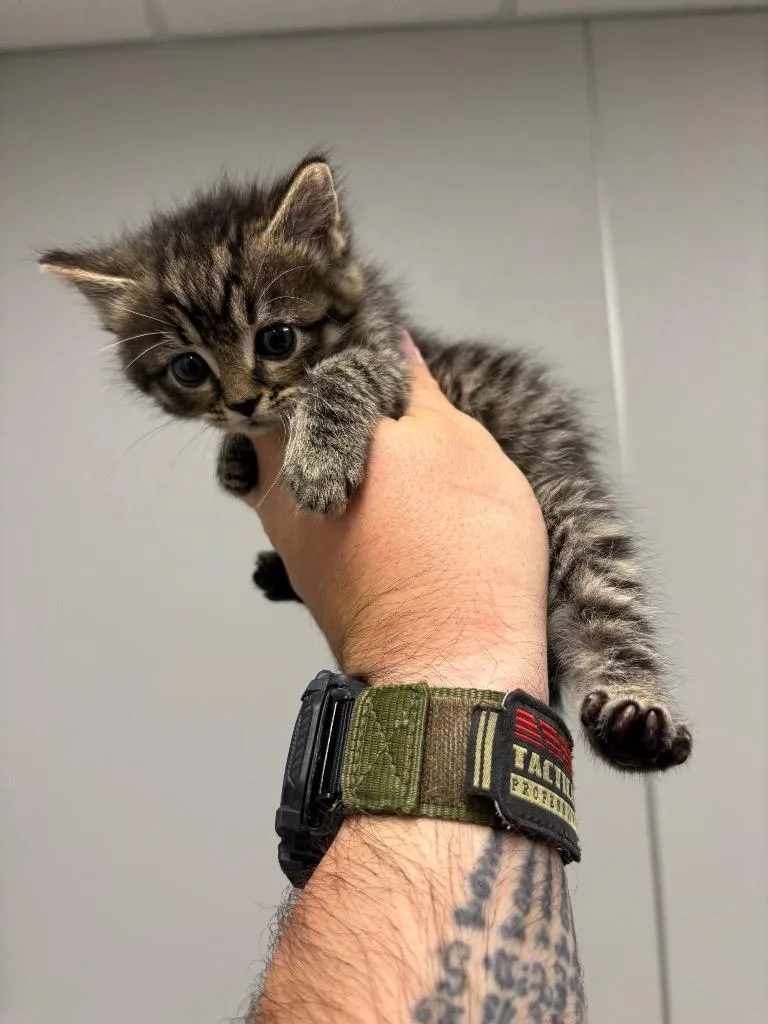 Koozie