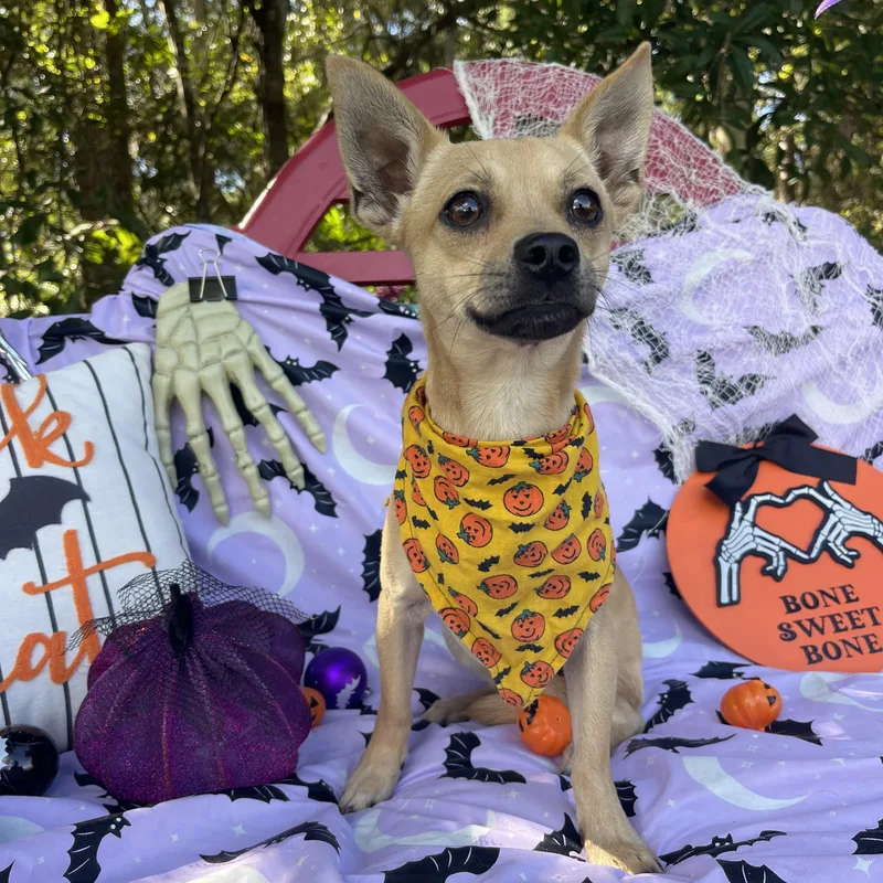 A young small-sized male Chihuahua dog named Bandit for adoption in Sebring, FL