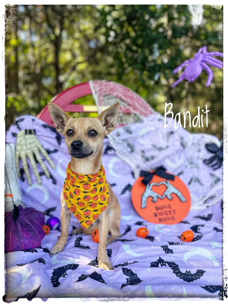 Bandit thumbnail 2