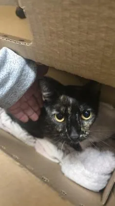 An adult large-sized female Black Domestic Short Hair cat named Lila for adoption in Wichita, KS
