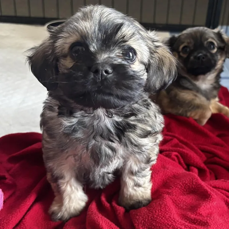 Kristoff thumbnail 2