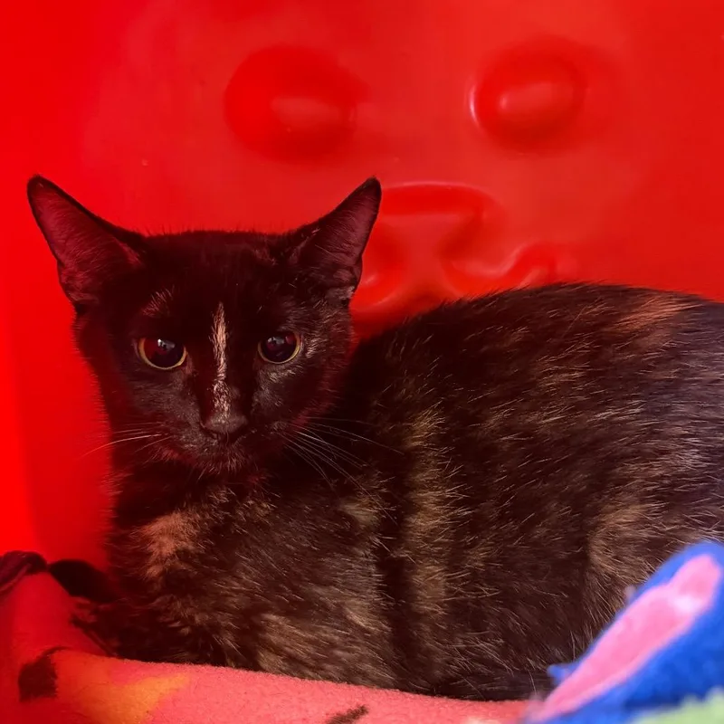 A young medium-sized female Tortoiseshell Domestic Short Hair cat named Shelly for adoption in Waukesha, WI