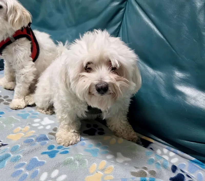 A young small-sized male White / Cream Maltese dog named Gary for adoption in Cincinnati, OH