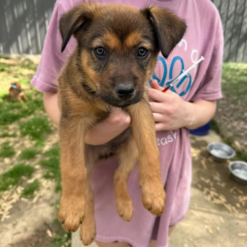A baby medium-sized male Yellow / Tan / Blond / Fawn Shepherd dog named Cooper Bee for adoption in Brownsboro, AL