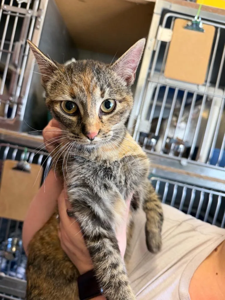 A baby medium-sized female Dilute Tortoiseshell cat named Karmen for adoption in Virginia, MN