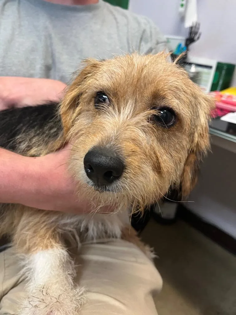 A young small-sized male Terrier dog named Meaf for adoption in New Braunfels, TX