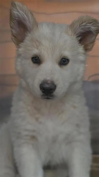 A baby small-sized male White / Cream Siberian Husky dog named 61012215 for adoption in El Paso, TX