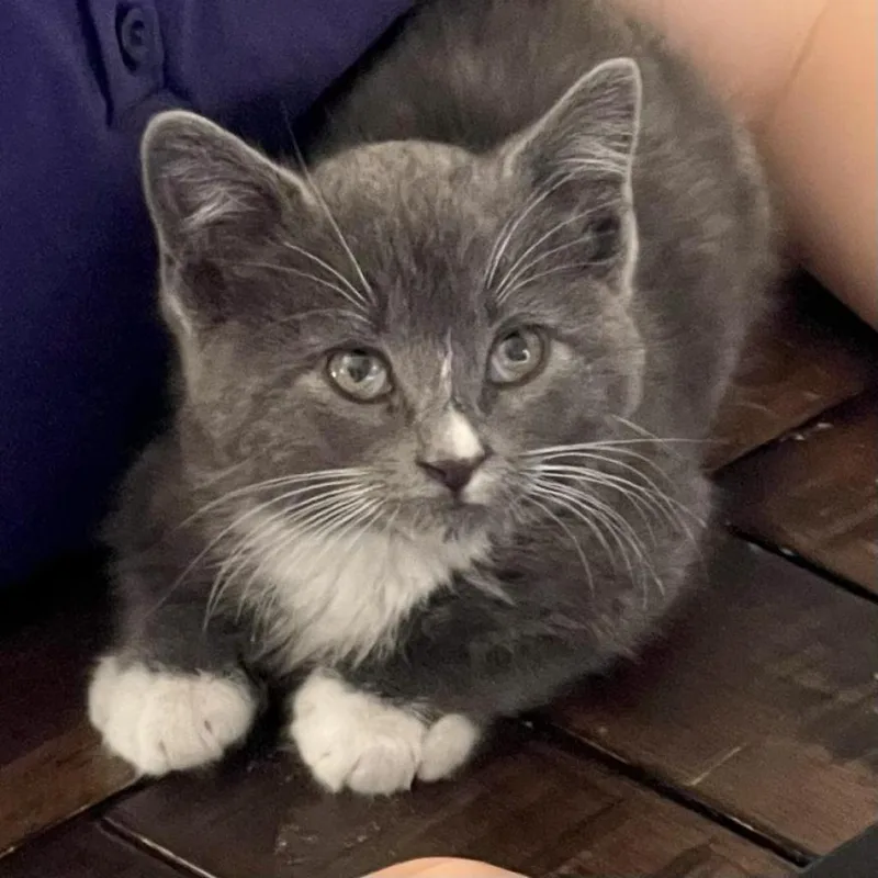 An adult small-sized male Gray / Blue / Silver Domestic Short Hair cat named Theo for adoption in Las Vegas, NV