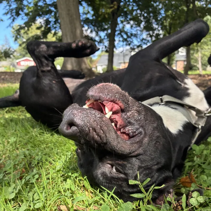 An adult medium-sized male Mixed Breed dog named Erebus for adoption in Allentown, PA
