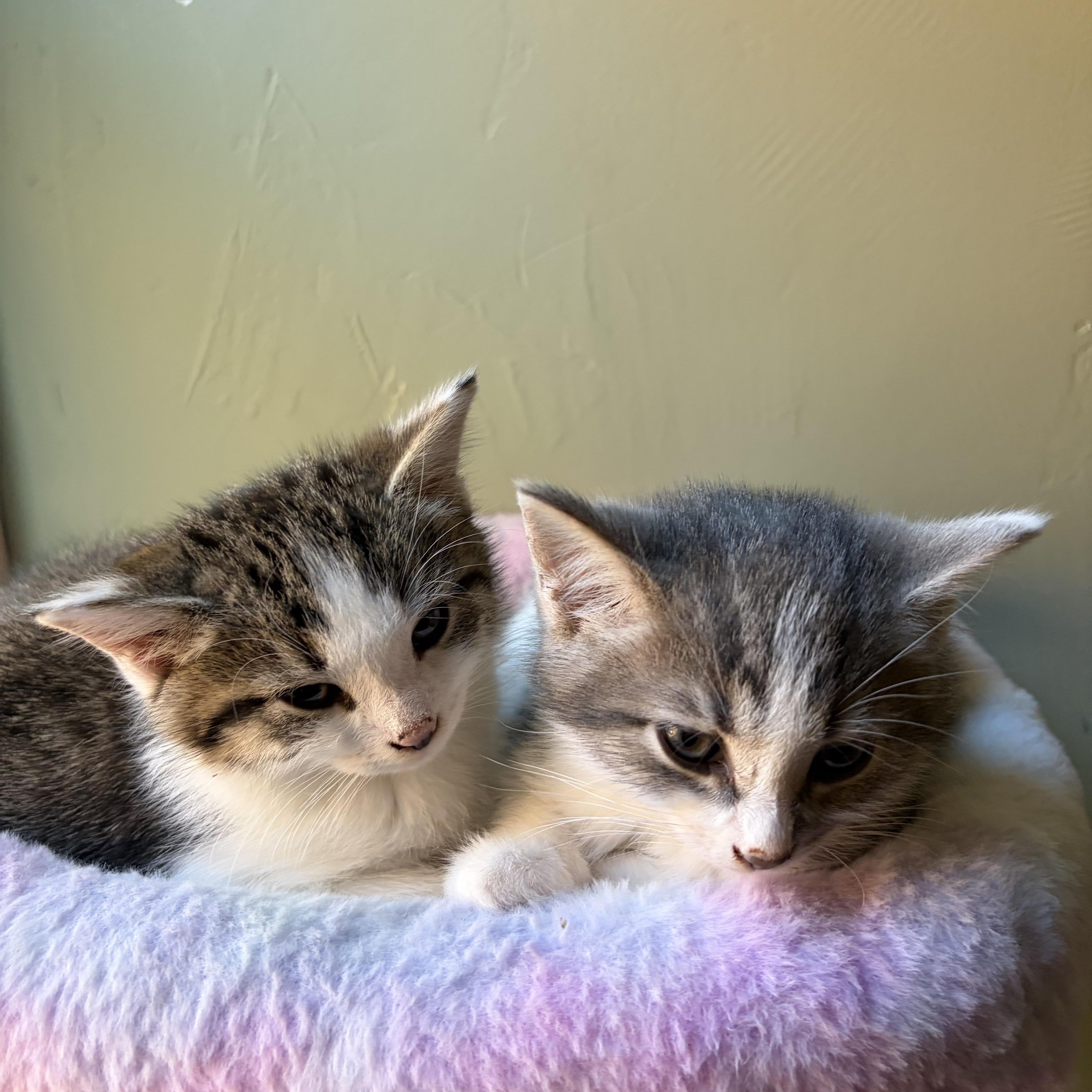 A baby small-sized male Black & White / Tuxedo Domestic Short Hair cat named Eddie for adoption in Pittsburgh, PA